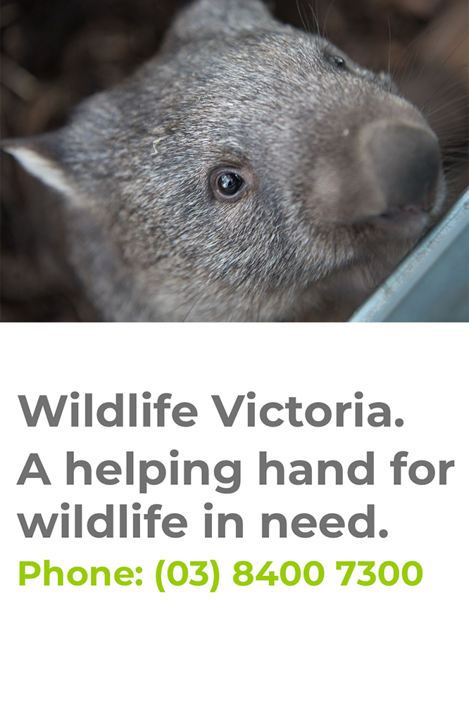 Coexisting With Our Wildlife Our Cape Life